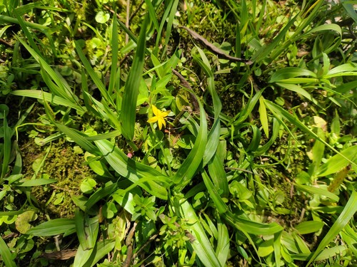 Hypoxis decumbens