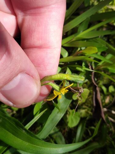 Hypoxis decumbens, photograph 2