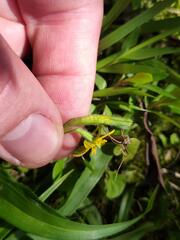 Hypoxis decumbens, photograph (c) Felipe Horton, some rights reserved (CC BY)