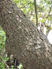 (c) Felipe Horton, some rights reserved (CC BY) Ocotea acutifolia, photograph (c) Felipe Horton, some rights reserved (CC BY)
