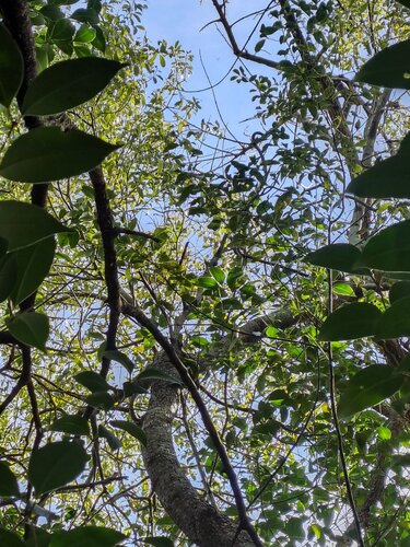 Ocotea acutifolia, photograph 3
