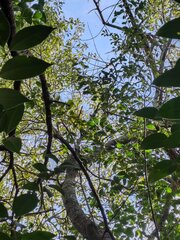 (c) Felipe Horton, some rights reserved (CC BY) Ocotea acutifolia, photograph (c) Felipe Horton, some rights reserved (CC BY)