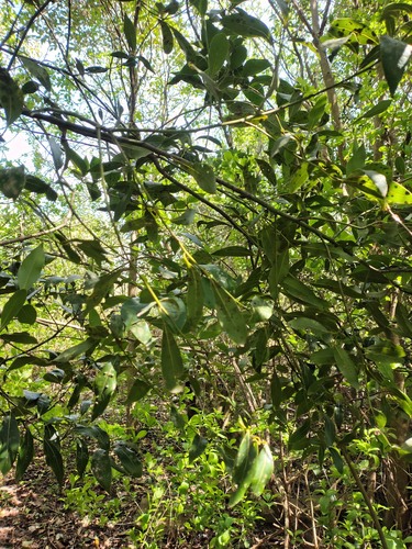 Ocotea acutifolia, photograph 4