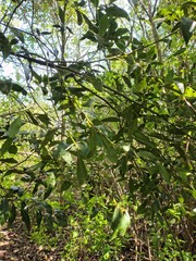 (c) Felipe Horton, some rights reserved (CC BY) Ocotea acutifolia, photograph (c) Felipe Horton, some rights reserved (CC BY)