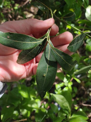 Ocotea acutifolia