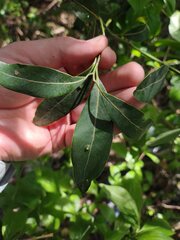 Ocotea acutifolia
