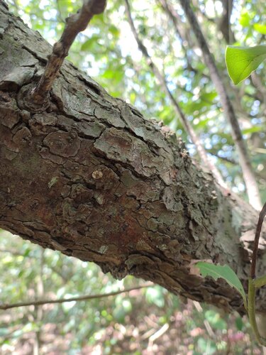 Ocotea acutifolia, photograph 5