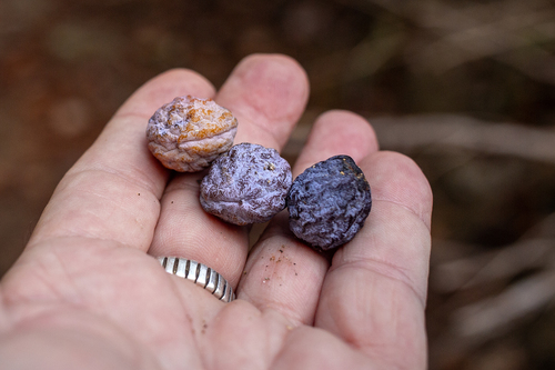 Mexican Plum