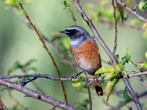 Common Redstart