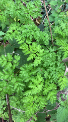 author not stated, no rights reserved Anthriscus sylvestris, photograph author not stated, no rights reserved