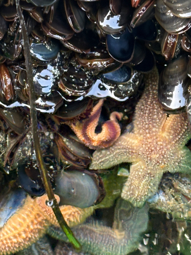 Common Sea Star