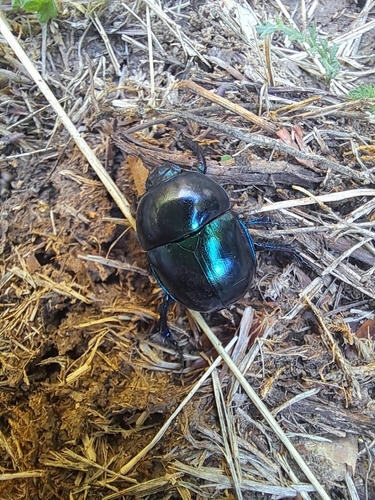 Springtime Dung Beetle