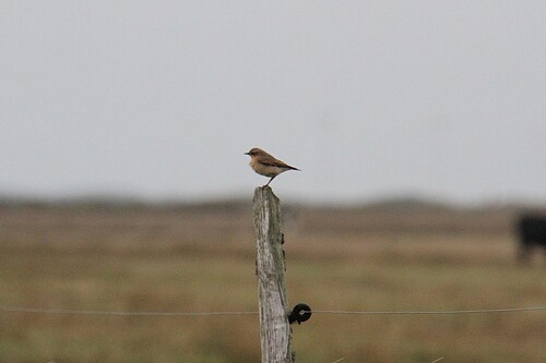 Northern Wheatear