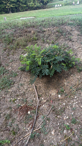 Persian silk tree