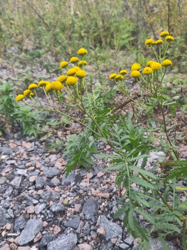 tansy