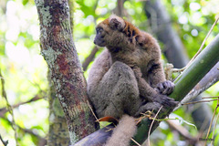 Prolemur simus
