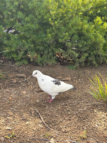 Feral Pigeon