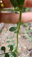 Hosackia stipularis ottleyi