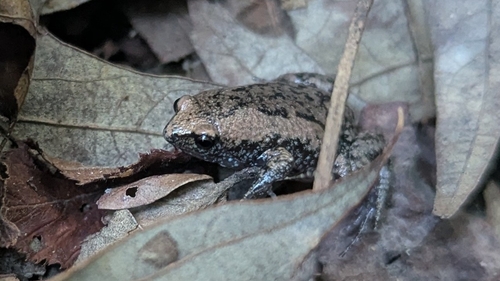 Eastern Narrow-mouthed Toad