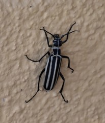 Epicauta atrivittata