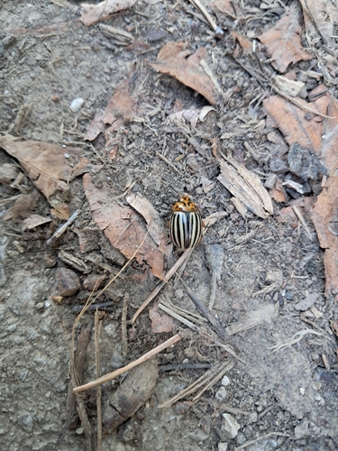 Colorado Potato Beetle