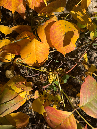 western poison ivy
