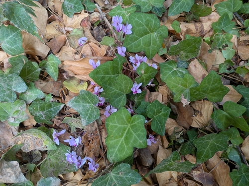 Ivy-leaved cyclamen