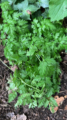 author not stated, no rights reserved Anthriscus sylvestris, photograph author not stated, no rights reserved