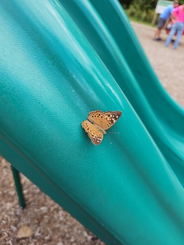 Hackberry Emperor