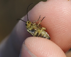 Trirhabda sericotrachyla