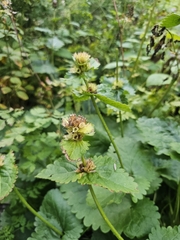 Betonica macrantha