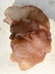 Auricularia auricula-judae