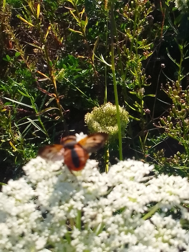 Ectophasia crassipennis