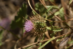 Atractylis cancellata