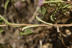 Atractylis cancellata