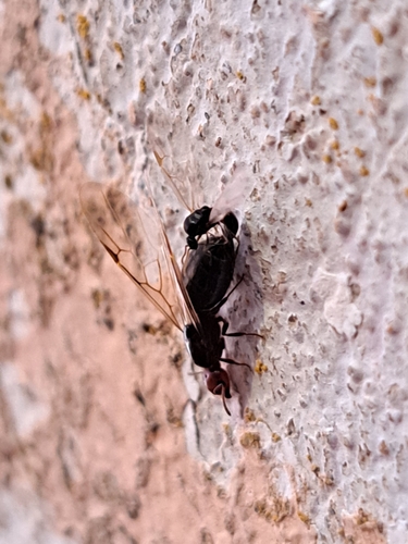 Mediterranean Acrobat Ant