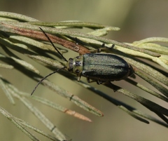Trirhabda sericotrachyla