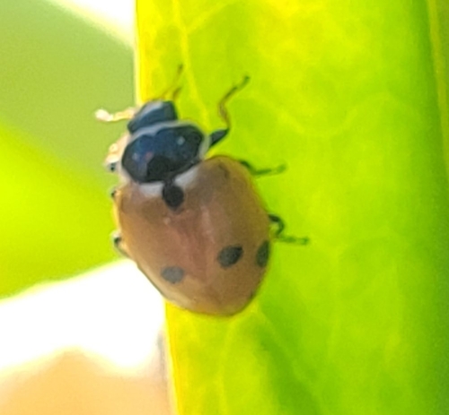 Variegated Lady Beetle