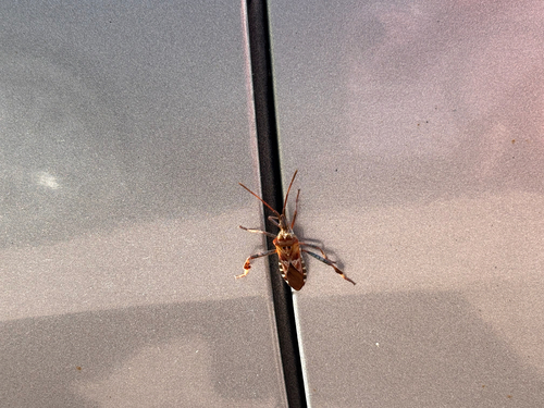 Western Conifer Seed Bug