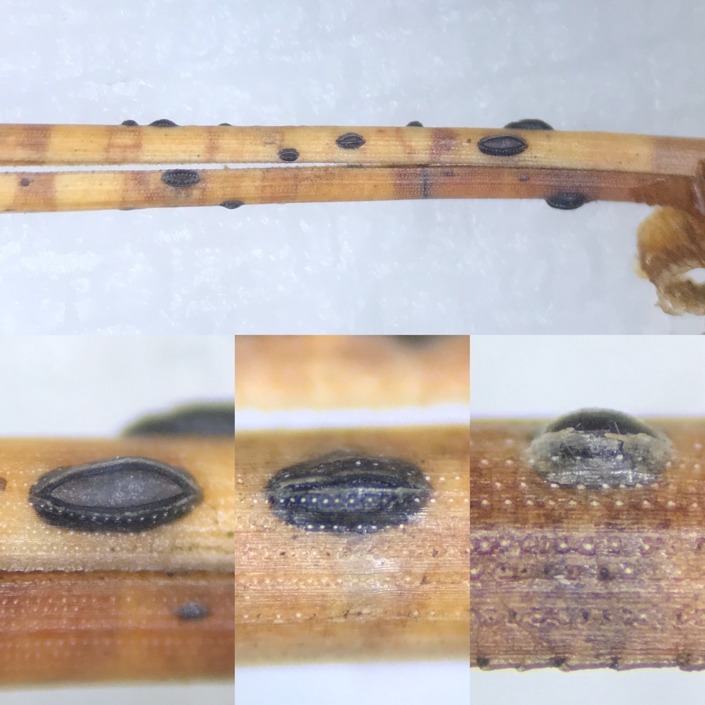 Lophodermium resinosum