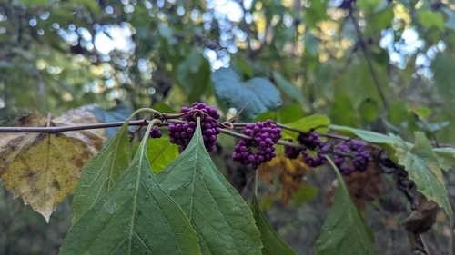 American beautyberry