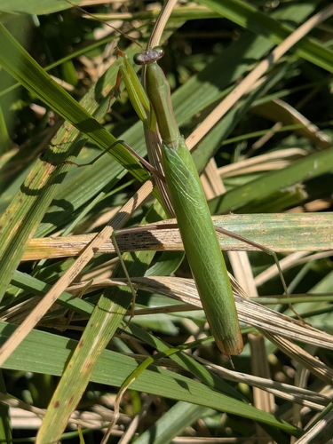 European Mantis