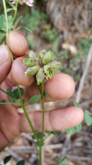 Hosackia stipularis ottleyi