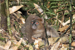 Prolemur simus