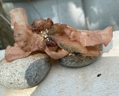 Auricularia auricula-judae