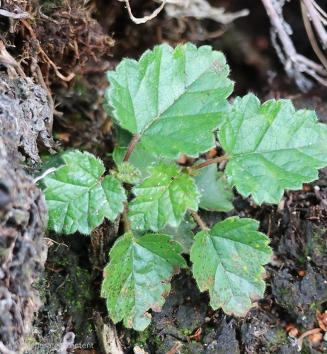 Downy Birch