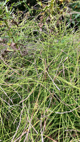 Equisetum arvense, photograph 2