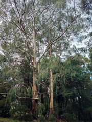 Eucalyptus cypellocarpa