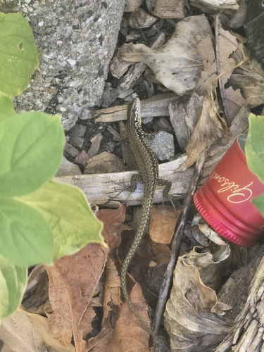 Common Wall Lizard