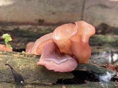 Auricularia auricula-judae